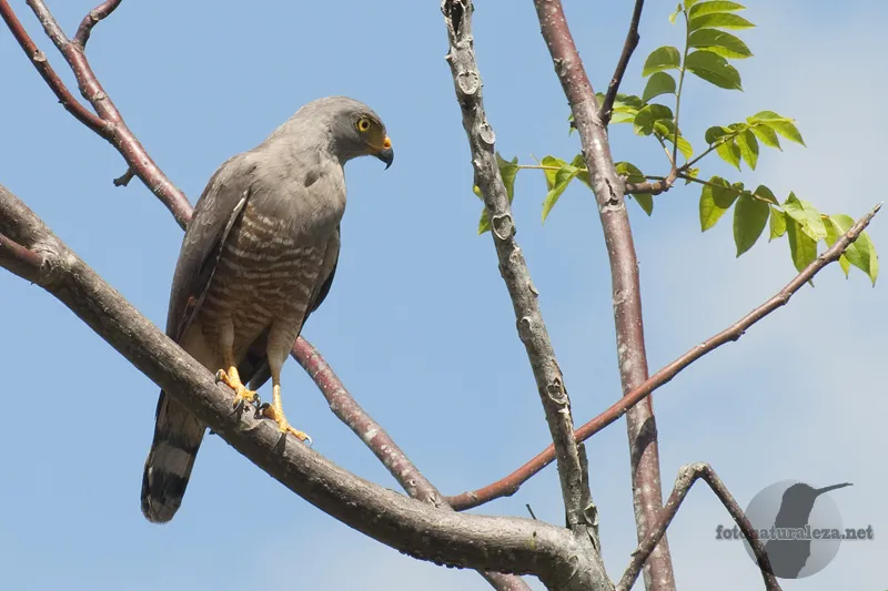 Quizarra, Perez Zeledon