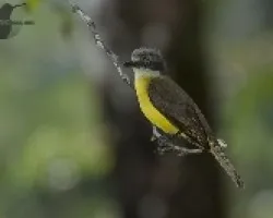 Myiozetetes granadensis