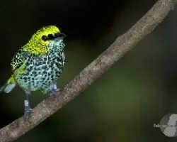 Tangara guttata