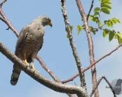 Buteo magnirostris