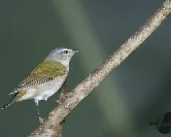 Vermivora peregrina