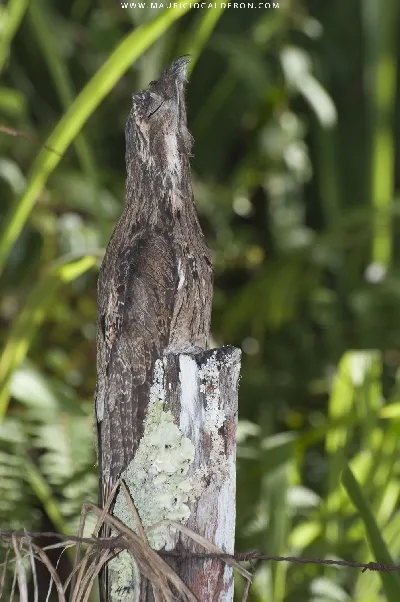Nyctibius griseus