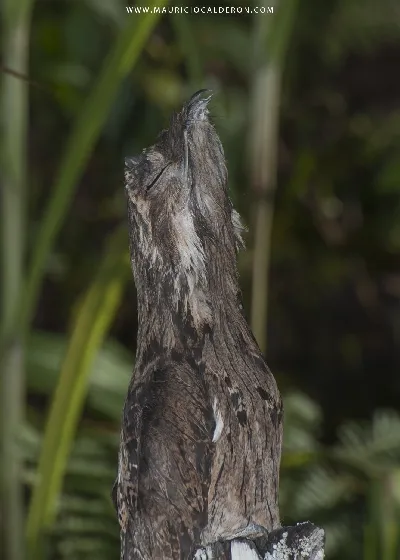 Nyctibius griseus