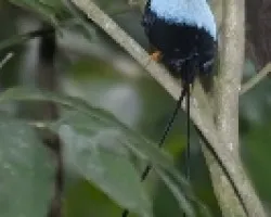 Chiroxiphia linearis
