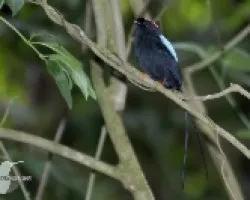 Chiroxiphia linearis