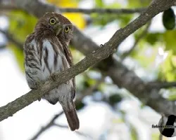 Glaucidium brasilianum
