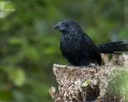 Crotophaga ani