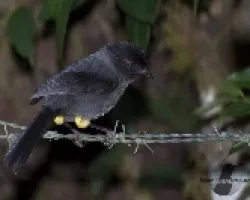 Pselliophorus tibialis