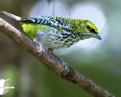 Tangara guttata