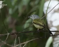 Tolmomyias sulphurescens