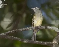 Tolmomyias sulphurescens