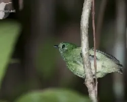 Pipra coronata