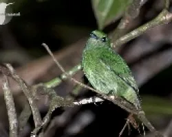 Pipra coronata