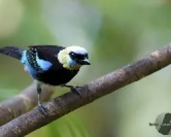 Tangara larvata