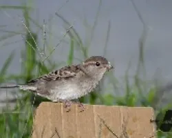 Passer domesticus
