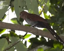 Piaya cayana