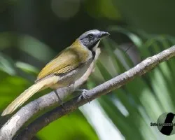 Saltator atriceps