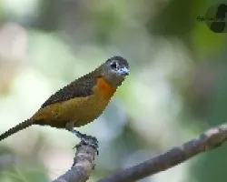 Ramphocelus costarricensis