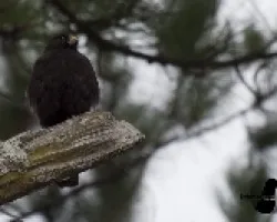 Buteo brachyurus
