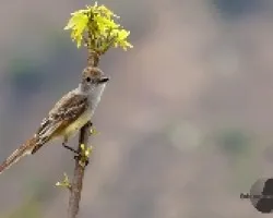 Myiarchus crinitus