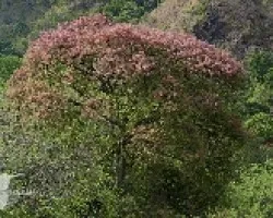 Explosion rosada