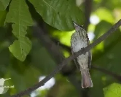 Myiodynastes maculatus
