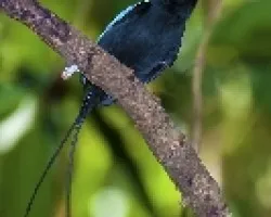 Chiroxiphia linearis