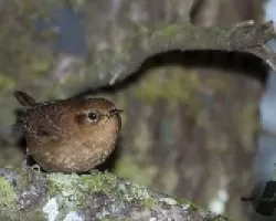 Troglodytes aedon