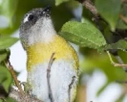 Chlorospingus ophthalmicus