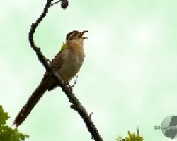Tapera naevia
