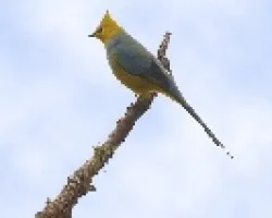 Ptilogonys caudatus