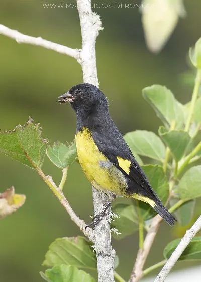 Carduelis xanthogastra