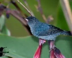 Diglossa plumbea