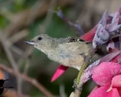 Diglossa plumbea