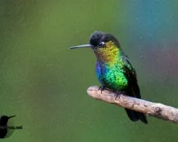 Panterpe insignis