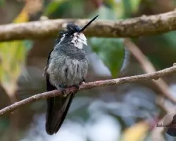 Lampornis castaneoventris