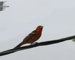 Piranga bidendata