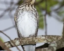Catharus ustulatus