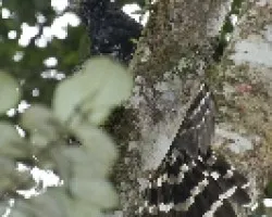 Micrastur semitorquatus