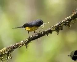 Myioborus miniatus