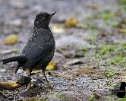 Turdus nigrescens