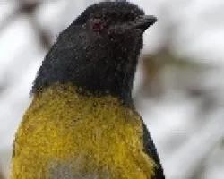 Phainoptila melanoxantha