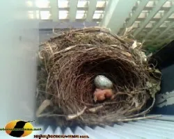 Turdus grayi