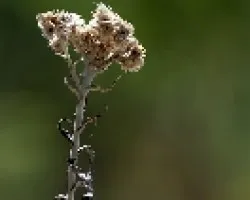 Planta seca