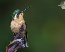 Lampornis calolaemus