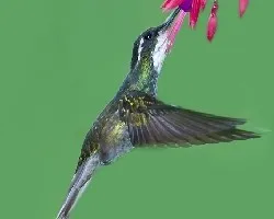 Lampornis castaneoventris