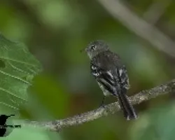 Elaenia frantzii