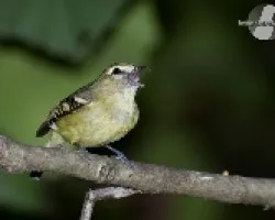 Vireo carmioli