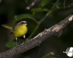 Basileuterus rufifrons