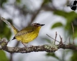 Basileuterus rufifrons